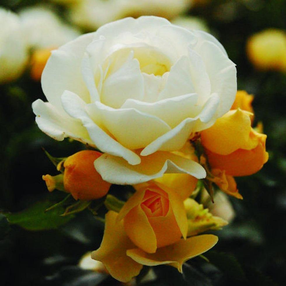 POPCORN DRIFT ® - Butasi trandafiri de gradina - FamousRoses.eu