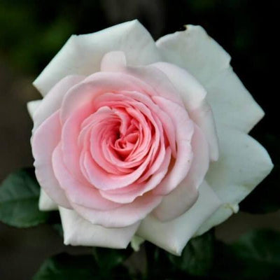 PRINCE JARDINIER ® - Butasi trandafiri de gradina - Trandafir teahibrid creat in Franta de Meilland Richardier