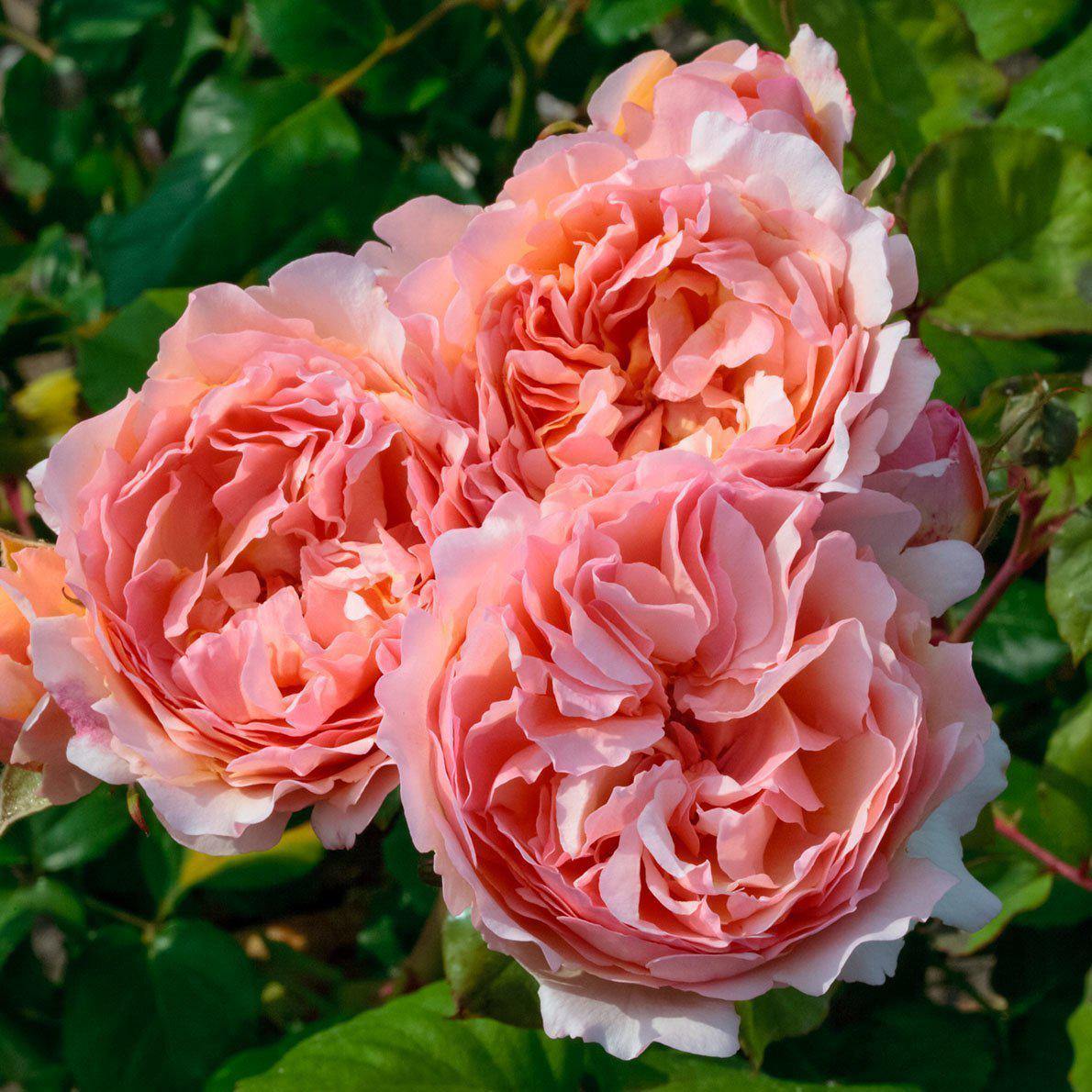 PRINCESSE CHARLENE DE MONACO ® - Butasi trandafiri de gradina - Trandafir teahibrid creat in Franta de Meilland Richardier