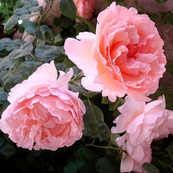 PRINCESSE CHARLENE DE MONACO ® - Butasi trandafiri de gradina - Trandafir teahibrid creat in Franta de Meilland Richardier