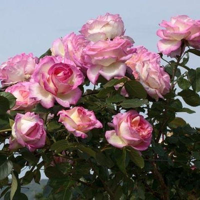 PRINCESSE DE MONACO ® - Butasi trandafiri de gradina - Trandafir urcator / catarator creat in Franta de Meilland Richardier