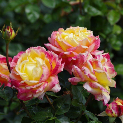 Gpt. PULLMAN ORIENT EXPRESS ®' - Trandafir urcator / catarator creat in Franta de Meilland Richardier - Famous Roses