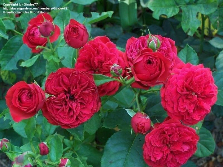 FRANCOIS RABELAIS ®' - FamousRoses.eu - Famous Roses