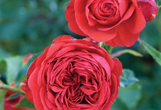 FRANCOIS RABELAIS ®' - FamousRoses.eu - Famous Roses