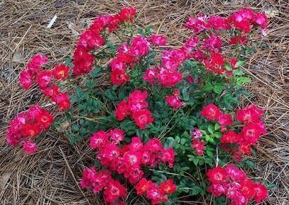 RED DRIFT ® - Butasi trandafiri de gradina - Trandafir floribunda creat in Franta de Meilland Richardier