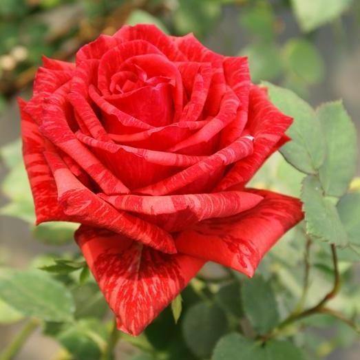 RED INTUITION ® - Butasi trandafiri de gradina - Trandafir teahibrid creat in Franta de Delbard