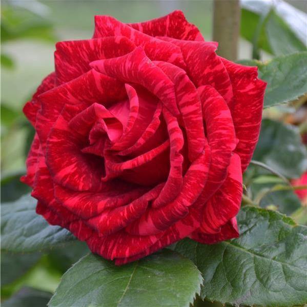 RED INTUITION ® - Butasi trandafiri de gradina - Trandafir teahibrid creat in Franta de Delbard