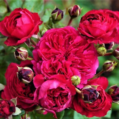 RED LEONARDO DA VINCI ® - Butasi trandafiri de gradina - Trandafir floribunda creat in Franta de Meilland Richardier