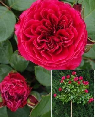 Tige RED LEONARDO DA VINCI ®' - FamousRoses.eu - Famous Roses