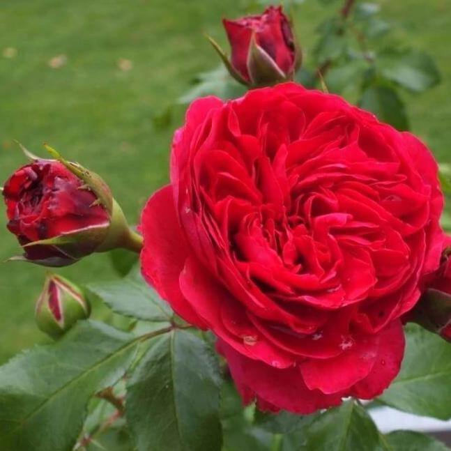 Tige RED LEONARDO DA VINCI ®' - FamousRoses.eu - Famous Roses