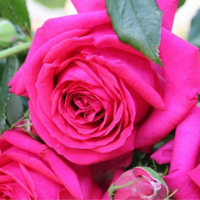 REGIS MARCON ® - Butasi trandafiri de gradina - Trandafir teahibrid creat in Franta de Delbard