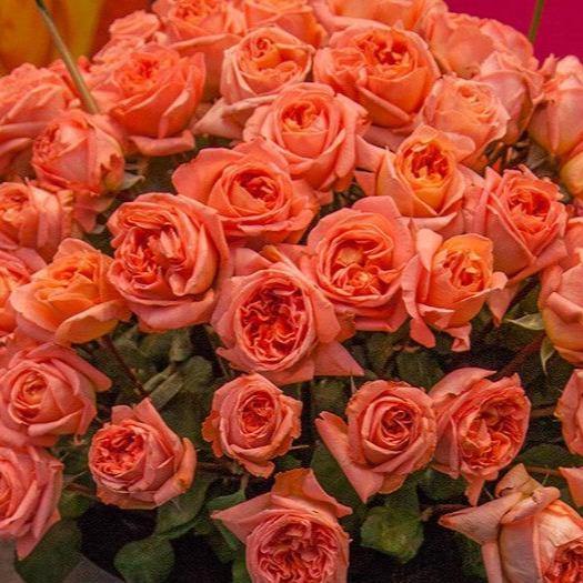 RENE GOSCINNY ®' - trandafir cu flori mari ( teahibrid ) creat in Franta de Meilland Richardier - Famous Roses