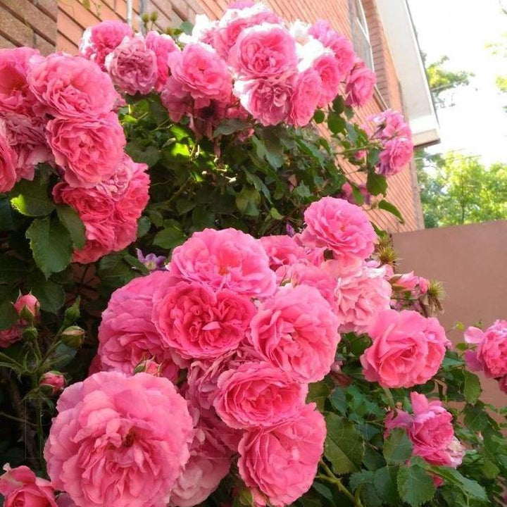 ROSARIUM UETERSEN ®' - Trandafir urcator / catarator creat in Germania de Kordes - Famous Roses