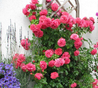 ROSARIUM UETERSEN ®' - Trandafir urcator / catarator creat in Germania de Kordes - Famous Roses