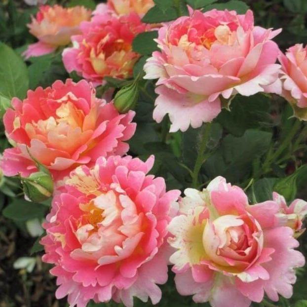 ROSE DES CISTERCIENS ® - Butasi trandafiri de gradina - Trandafir cu flori grupate (floribunda) creat in Franta de Delbard