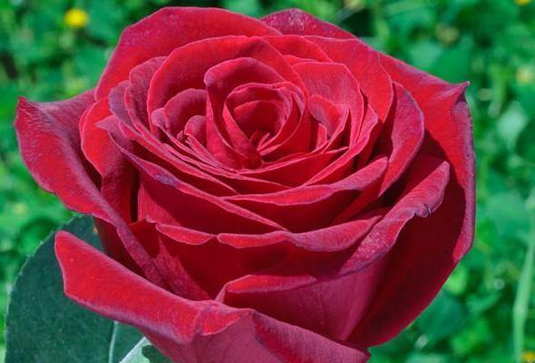 ROYAL GARDEN ® - Butasi trandafiri de gradina - FamousRoses.eu