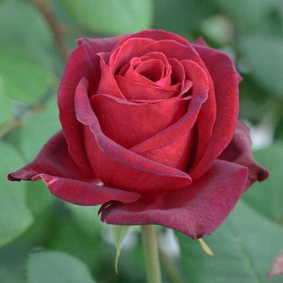 ROYAL GARDEN ® - Butasi trandafiri de gradina - FamousRoses.eu