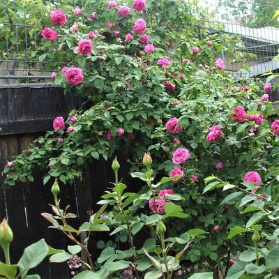 SACHSENGRUSS ®' <br> trandafir pentru dulceata - Trandafir urcator / catarator - Famous Roses