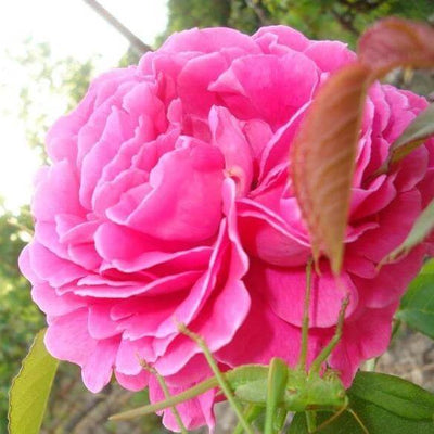 SACHSENGRUSS ®' <br> trandafir pentru dulceata - Trandafir urcator / catarator - Famous Roses