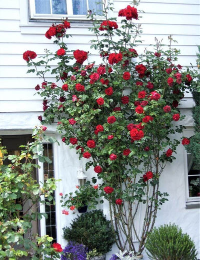 SANTANA ® - Butasi trandafiri de gradina - Trandafir urcator / catarator creat in Germania de Tantau