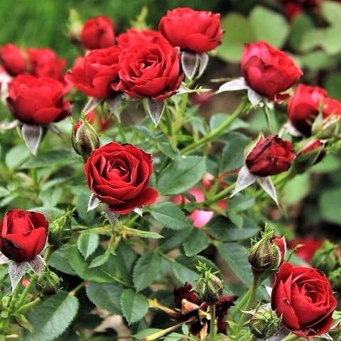 SCARLET HIT ® - Butasi trandafiri de gradina - Trandafir floribunda creat in Danemarca de Poulsen