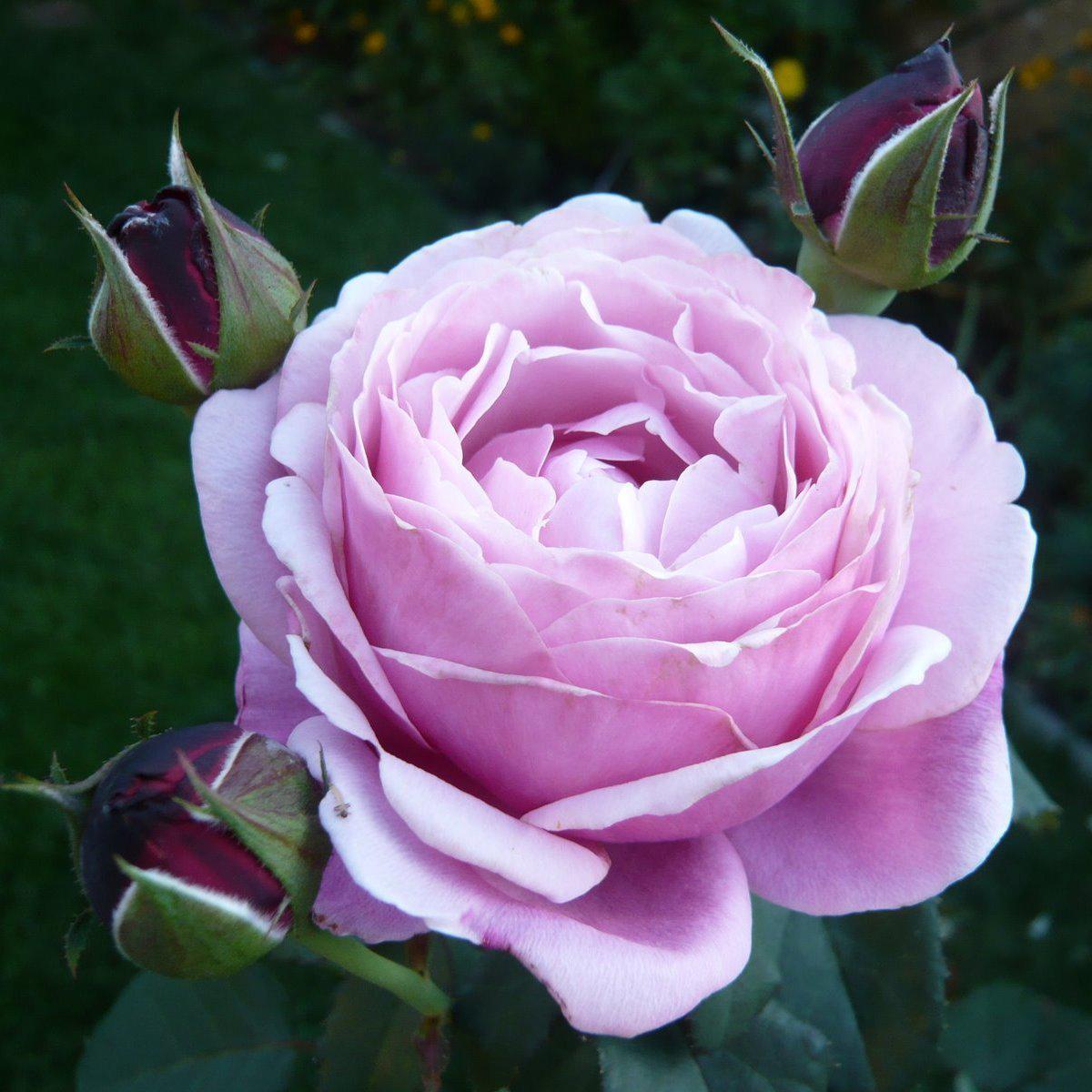 SOEUR EMMANUELLE ® - Butasi trandafiri de gradina - FamousRoses.eu