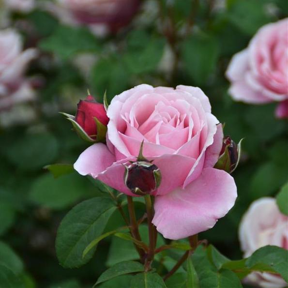 SOEUR EMMANUELLE ® - Butasi trandafiri de gradina - FamousRoses.eu