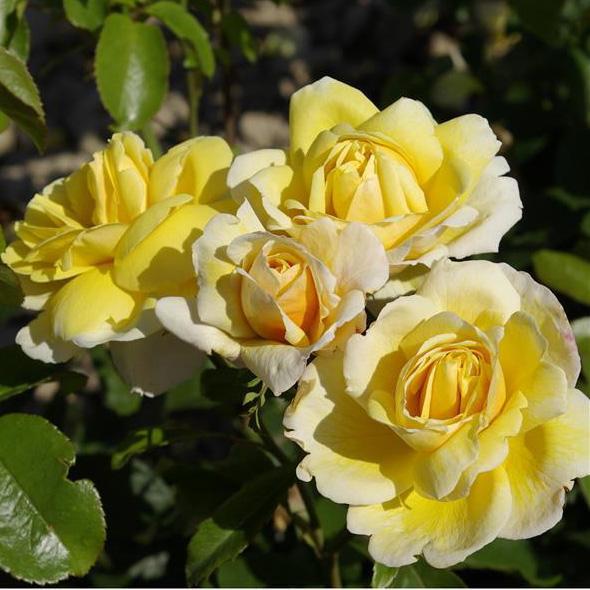 SOLEIL VERTICAL ® - Butasi trandafiri de gradina - Trandafir urcator / catarator creat in Franta de Delbard