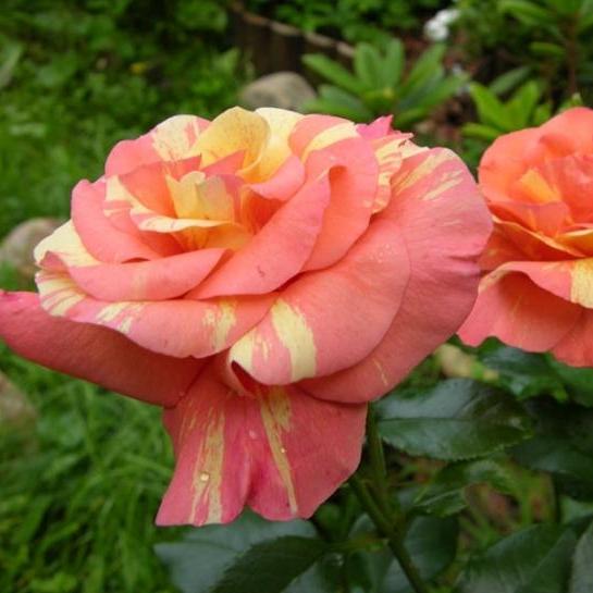 SORBET FRUITE ® - Butasi trandafiri de gradina - FamousRoses.eu