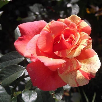 SORBET FRUITE ® - Butasi trandafiri de gradina - FamousRoses.eu