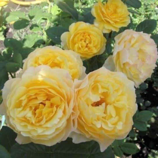 Souvenir de MARCEL PROUST ® - Butasi trandafiri de gradina - Trandafir cu flori grupate (floribunda) creat in Franta de Delbard