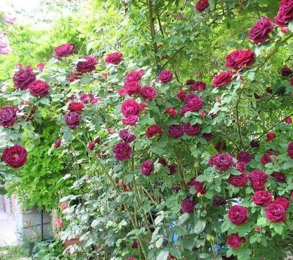 SOUVENIR DU DOCTEUR JAMAIN ®' - Trandafir urcator / catarator - Famous Roses
