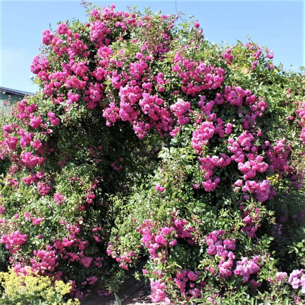 SUPER DOROTHY ® - Butasi trandafiri de gradina - Trandafir urcator / catarator creat in Germania de Kordes