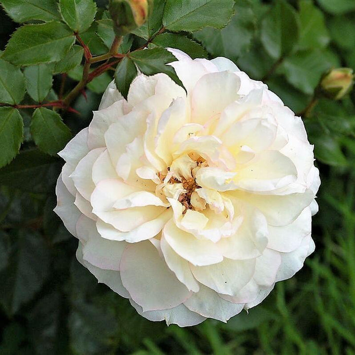 TCHAIKOVSKY ® - Butasi trandafiri de gradina - Trandafir teahibrid creat in Franta de Meilland Richardier