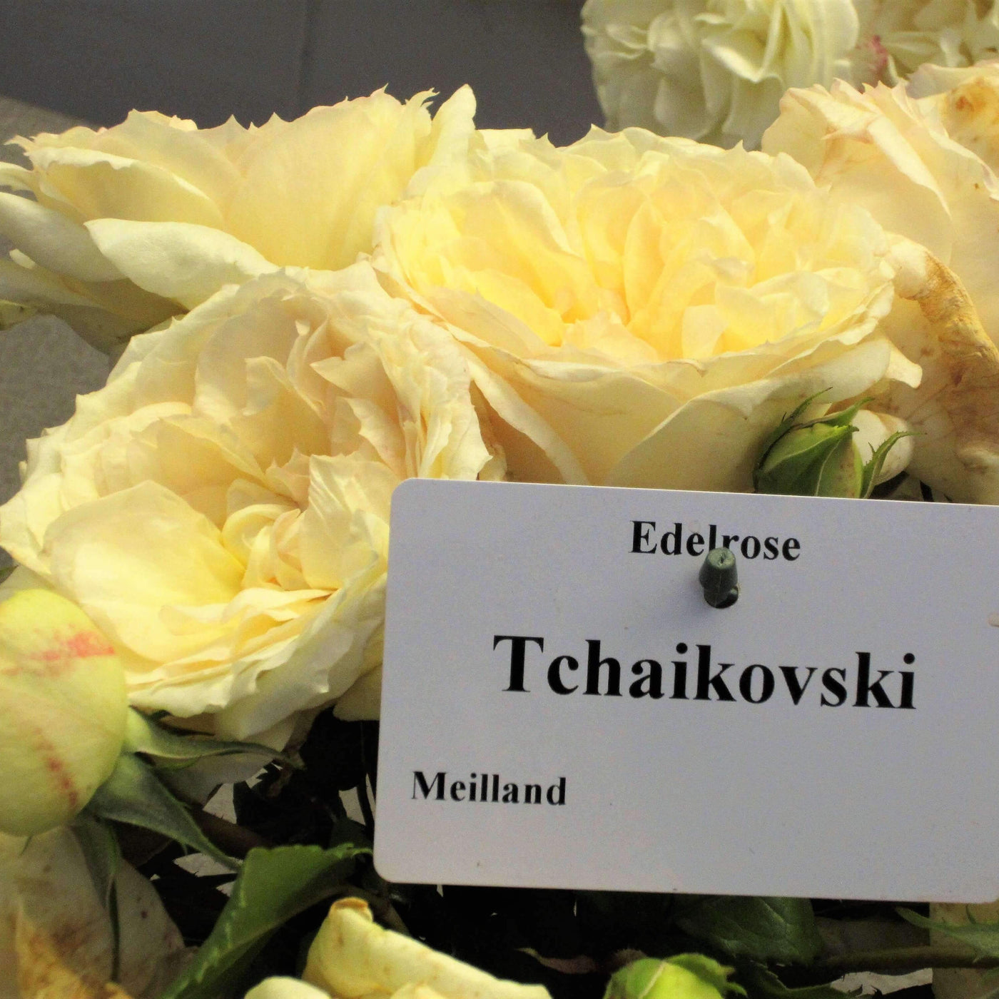 TCHAIKOVSKY ® - Butasi trandafiri de gradina - Trandafir teahibrid creat in Franta de Meilland Richardier