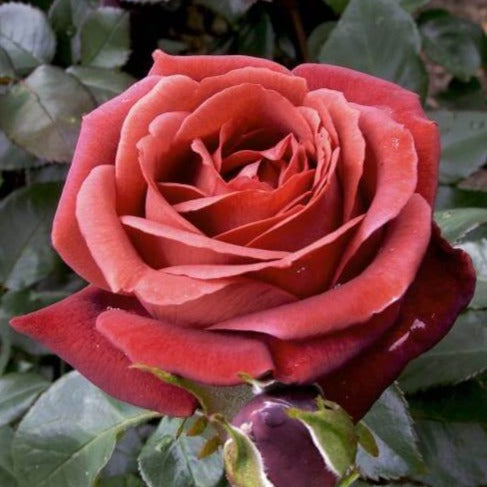 TERRACOTTA ® - Butasi trandafiri de gradina - Trandafir cu flori mari ( teahibrid )
