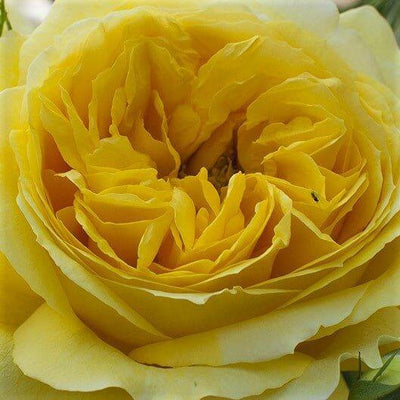 TOULOUSE LAUTREC ®' - trandafir cu flori mari ( teahibrid ) creat in Franta de Meilland Richardier - Famous Roses