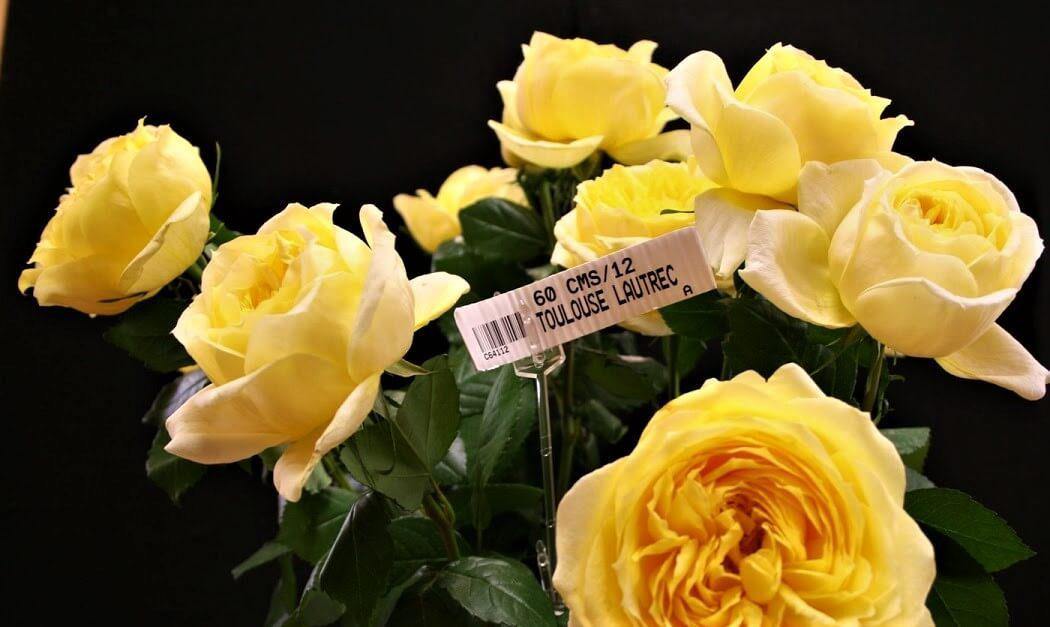 TOULOUSE LAUTREC ®' - trandafir cu flori mari ( teahibrid ) creat in Franta de Meilland Richardier - Famous Roses