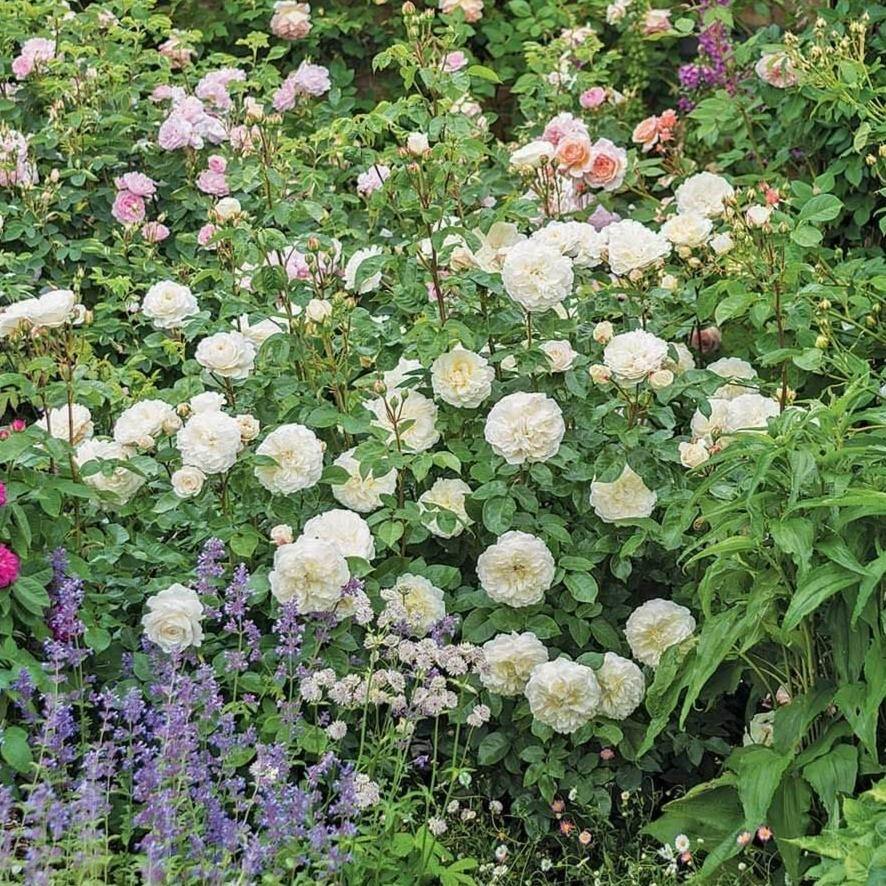 TRANQUILITY ®' - Trandafir cu flori grupate (floribunda) creat in Anglia de David Austin - Famous Roses