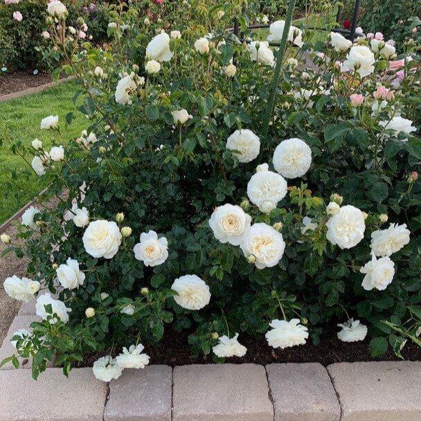 TRANQUILITY ®' - Trandafir cu flori grupate (floribunda) creat in Anglia de David Austin - Famous Roses