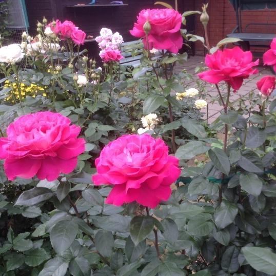 VELASQUEZ ® - Butasi trandafiri de gradina - Trandafir teahibrid creat in Franta de Meilland Richardier