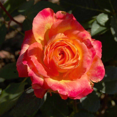 WAGNER'S FAVORIT ® - Butasi trandafiri de gradina - Trandafir teahibrid creat in Romania de Stefan Wagner
