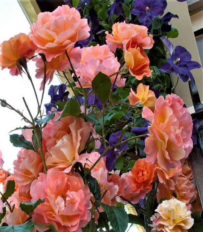 Westerland ®' - FamousRoses.eu - Famous Roses