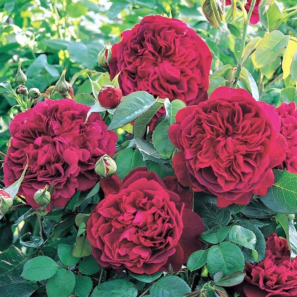 WILLIAM SHAKESPEARE 2000 ® - Butasi trandafiri de gradina - Trandafir floribunda creat in Anglia de David Austin