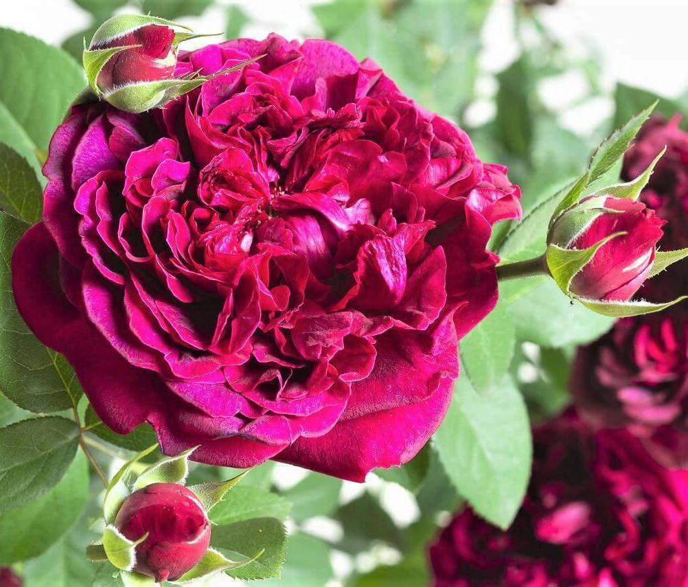 WILLIAM SHAKESPEARE 2000 ® - Butasi trandafiri de gradina - Trandafir floribunda creat in Anglia de David Austin