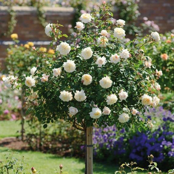 Tige WINCHESTER CATHEDRAL ®' - FamousRoses.eu - Famous Roses