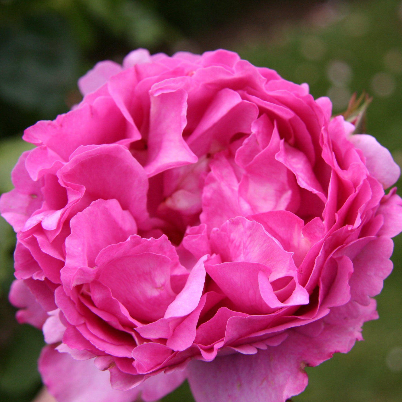 YVES PIAGET ® - Butasi trandafiri de gradina - Trandafir teahibrid creat in Franta de Meilland Richardier