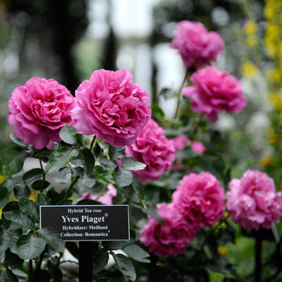 YVES PIAGET ® - Butasi trandafiri de gradina - Trandafir teahibrid creat in Franta de Meilland Richardier