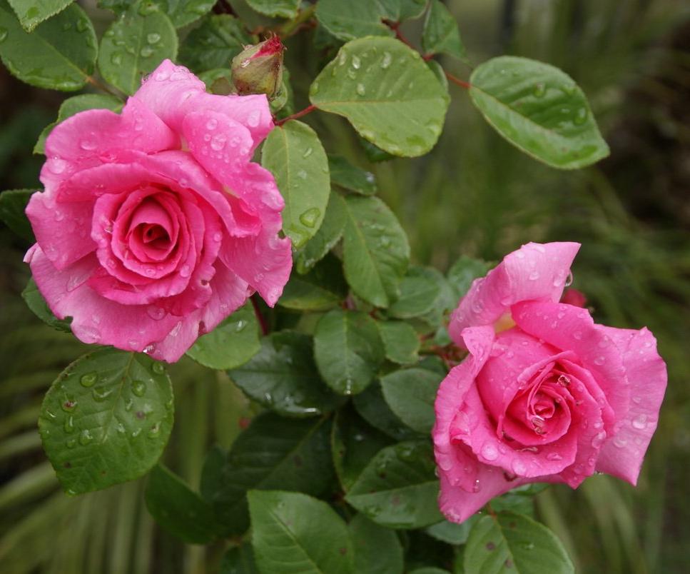 ZEPHIRINE DROUHIN ® - Butasi trandafiri de gradina - Trandafir urcator / catarator